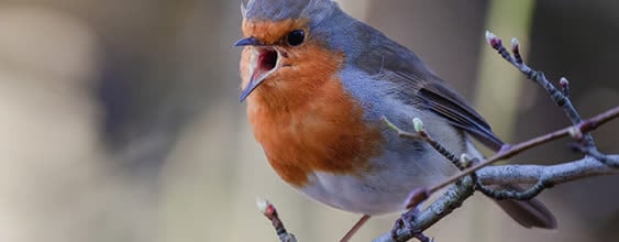 thn-website-Kinneil-Kerse-Biodiversity-Revival