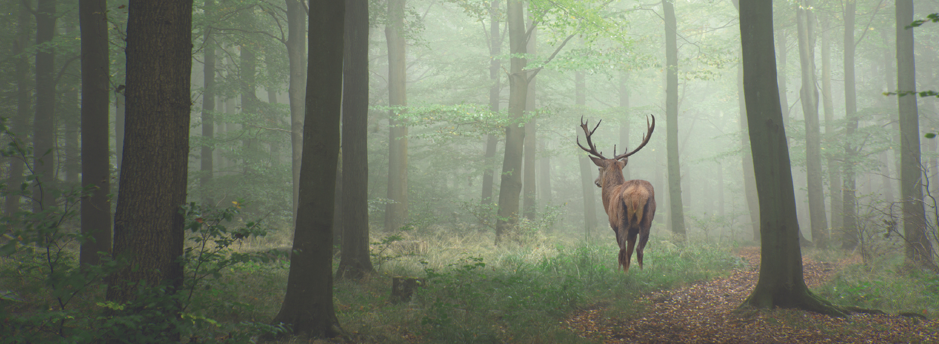 forest with deer