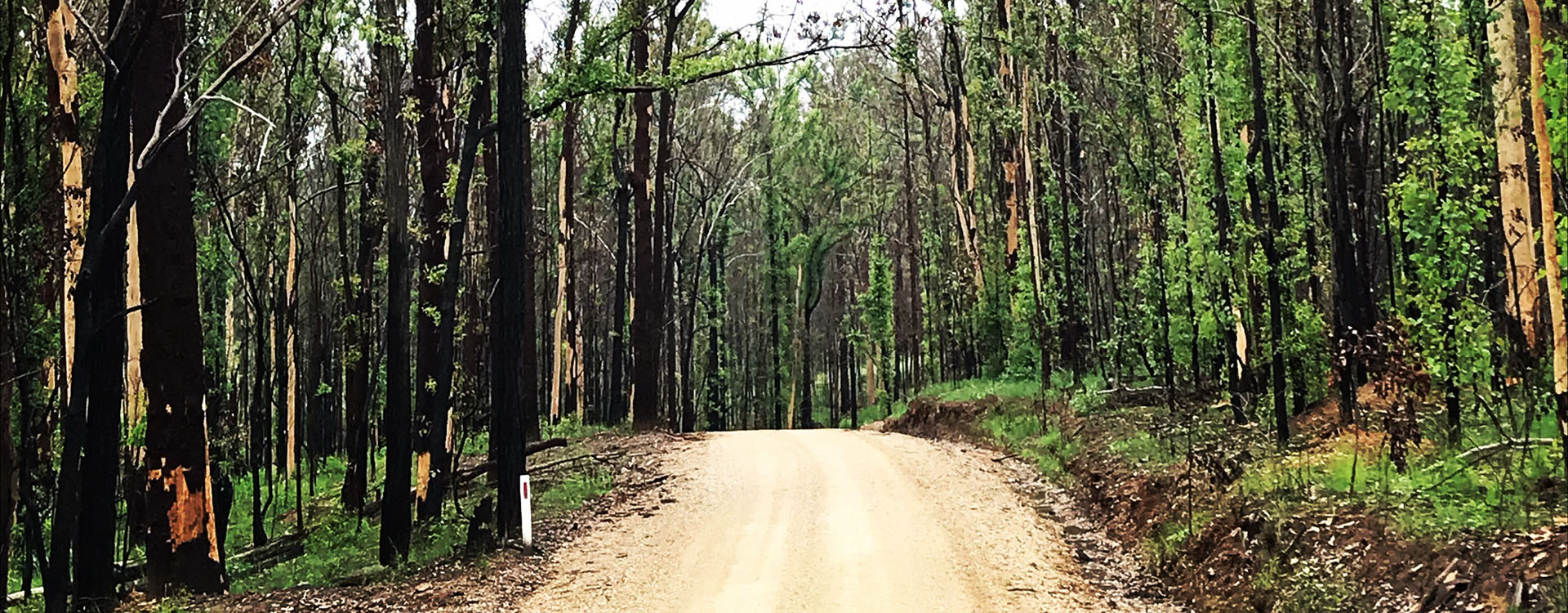 Regrowth along a dirt road after NSW Bushfire Clean-Up Program's community engagement efforts