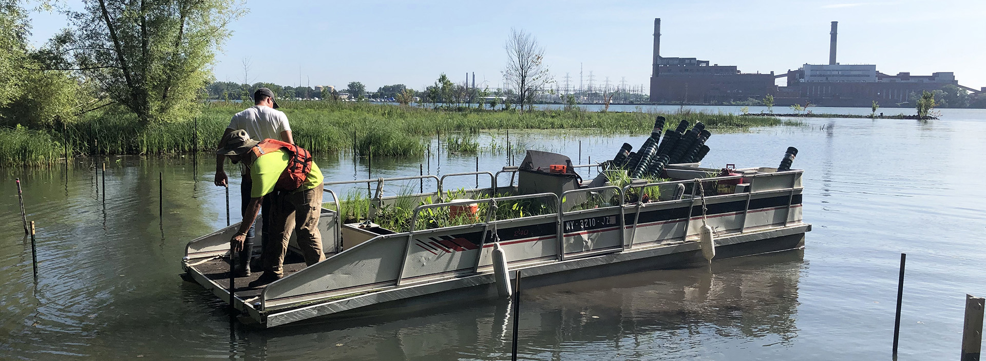 bnr_East River Marsh_Installing Emergent Aquatic Vegetation